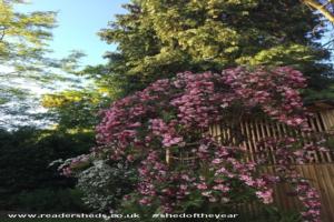 Blossom in bloom of shed - Imaginarium, Cambridgeshire