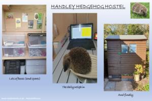 Photo 9 of shed - Handley Hedgehog Hostel, Dorset