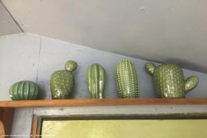 Ceramic cacti collection of shed - Dignity, Warwickshire