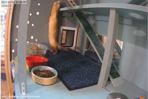 Photo 12 of shed - Forever Home for Found Ferrets, Hertfordshire