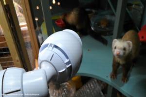 Photo 18 of shed - Forever Home for Found Ferrets, Hertfordshire
