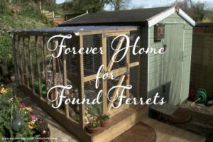 Photo 19 of shed - Forever Home for Found Ferrets, Hertfordshire