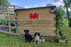 Rear View, Dogs & Dragon of shed - Jodie, Denbighshire