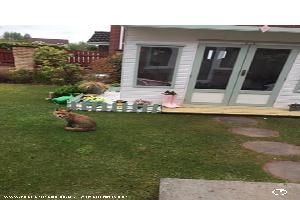 The Fox seems to like the Huffy Hoose too of shed - #HuffyHoose, South Lanarkshire