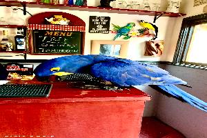 The ‘blue parrot’ of shed - The Blue Parrot, Stirling