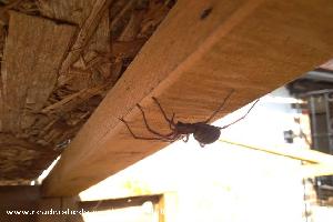 you mentioned spiders! of shed - Perfectly Imperfect, Dorset