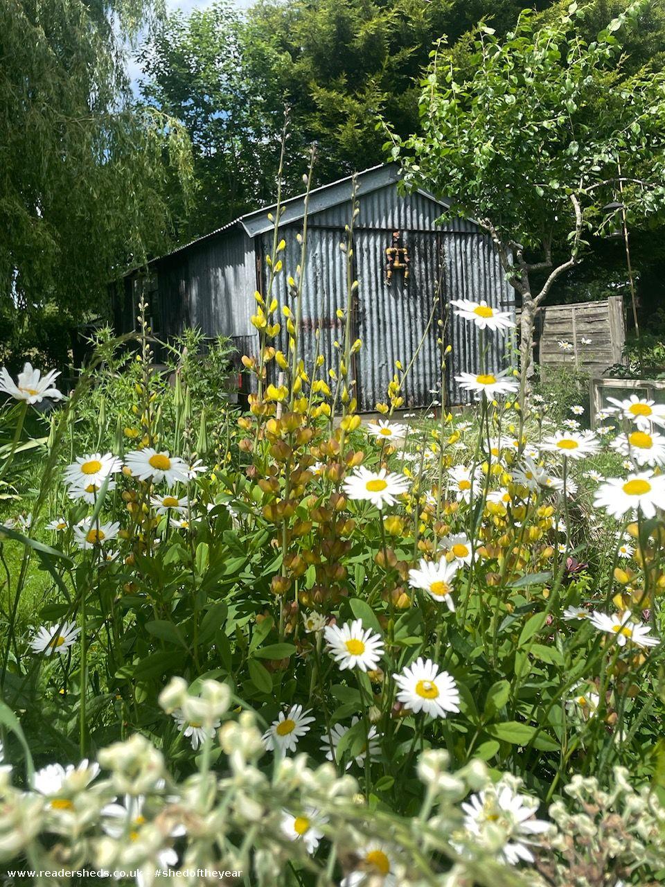 Tin House’s tin shed, Cabin/Summerhouse, Kent owned by Sheddie Nicola