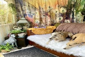 Photo 7 of shed - Whippets Rest, Hampshire