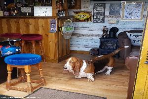 Photo 15 of shed - The Dog House Inn , Devon