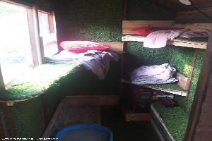 Photo 2 of shed - The cattery, Aberdeen