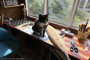Studio: Cat helping draw
