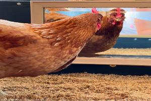 Dun Layin’ Retreat: Broody (Mirror Enrichment)