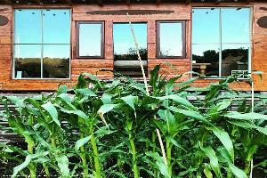The Cabin: sweetcorn